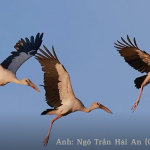 Những cánh cò Nhạn lại về Vườn Quốc gia Lò Gò - Xa Mát