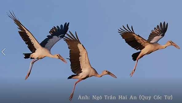 Những cánh cò Nhạn lại về Vườn Quốc gia Lò Gò - Xa Mát