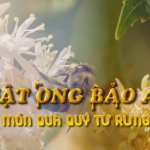 Mật ong Bảo An sản phẩm OCOP Tây Ninh - Món quà quý từ rừng